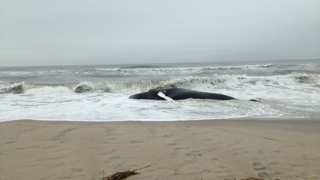 NOAA scientists probe large number of humpback whale deaths