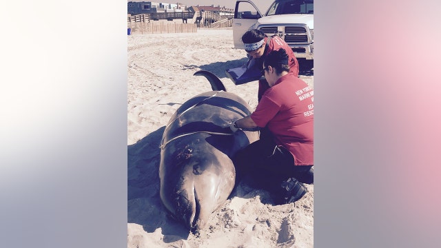 Northern bottlenose whale euthanized off Long Beach