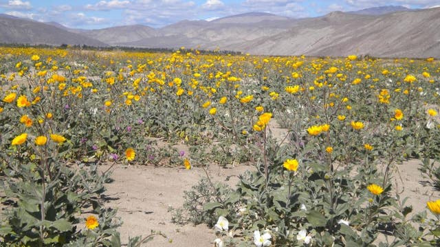Rain brings 2nd California super bloom in 2 years