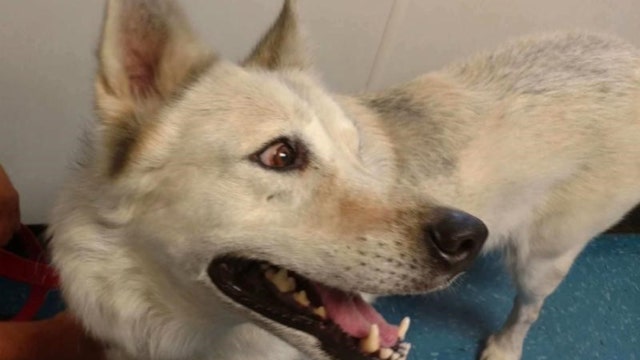 Wolf stolen from animal preserve