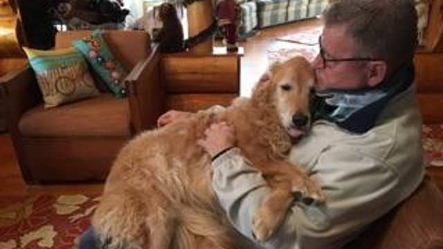 UPDATE: Family dog found safe 2 weeks after being ejected from car accident