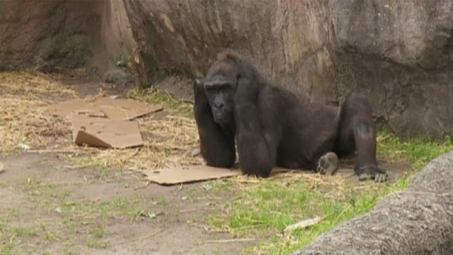 Gorilla hits pregnant woman in head with piece of wood