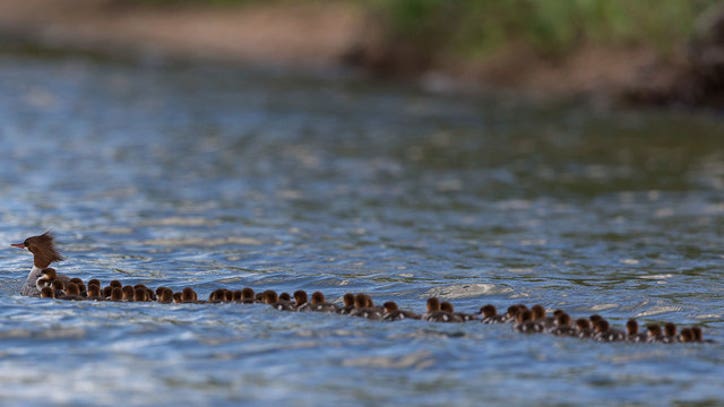 Minnesota Photographer Gets Rare Shot Of Dozens Of Ducks