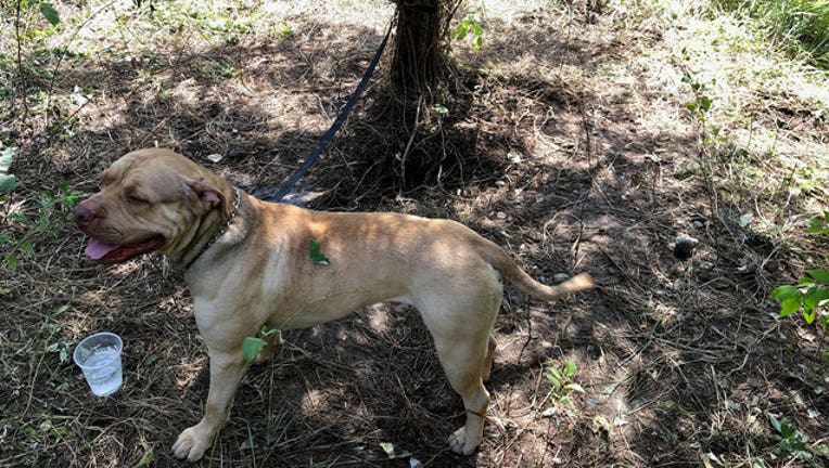 81a09eba-AbandonedI84Dog_1564349149608.jpg
