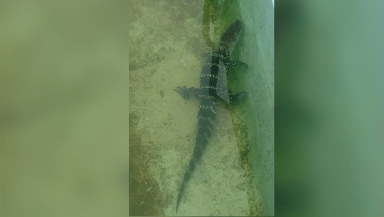 Atlantic City Alligator-401096