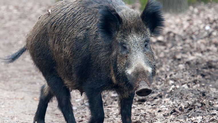 69c54221-GETTY_boar_092319_1569254366349-402429.png