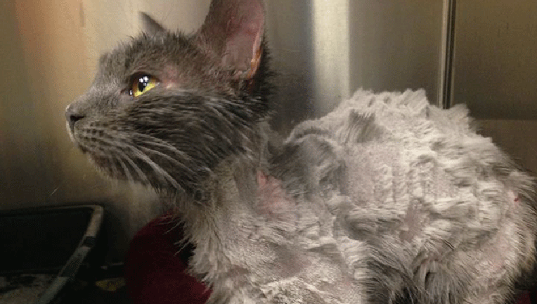 057e815e-Miracle-Maisy_1491682242411-407693.gif