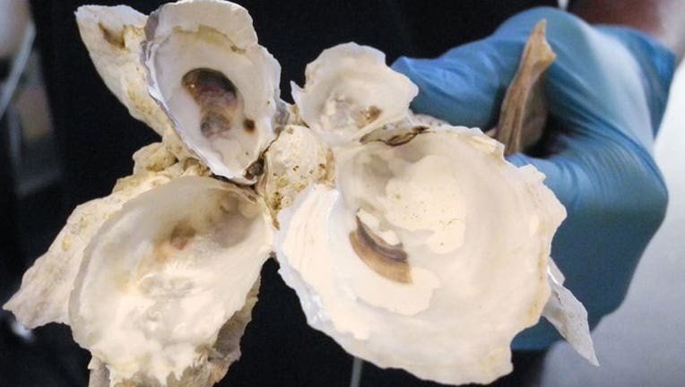 ba4d625c-Oysters_1568500587481.jpg