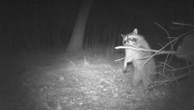 3fe3a585-USFWS_RACCOON_FILE_071219_1562970681166.jpg