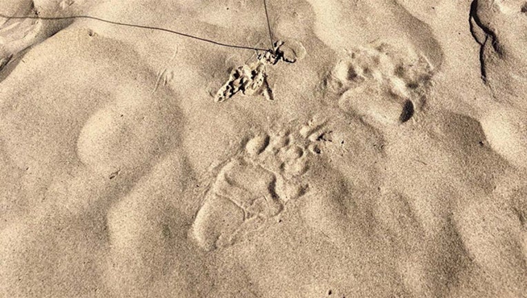91193be2-bear-footprint_1565526979387.jpg