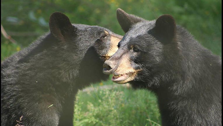 a22b6ff4-bears-vancouver-zoo_1565118684722.jpg