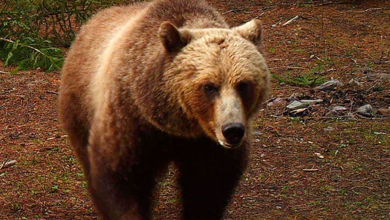 4108091c-grizzly-bear-ap-wnyw_1568761583624.jpg