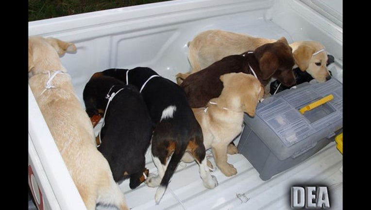heroin-puppies_1525192376550.jpg