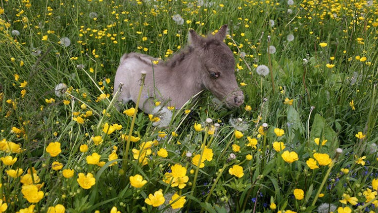 50409a7f-miniature-horse-getty-wnyw_1565896230667.jpg