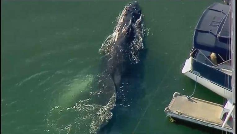 Whale trapped in Ventura Harbor in California-404023