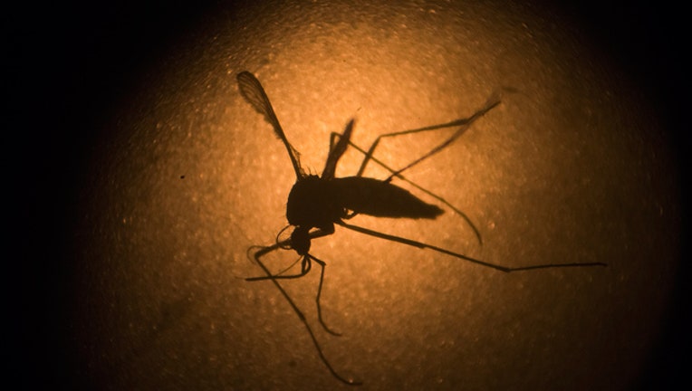 Zika Aedes aegypti mosquito