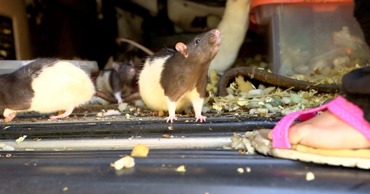 San Diego woman gives up 140 pet rats after population gets out of hand ...