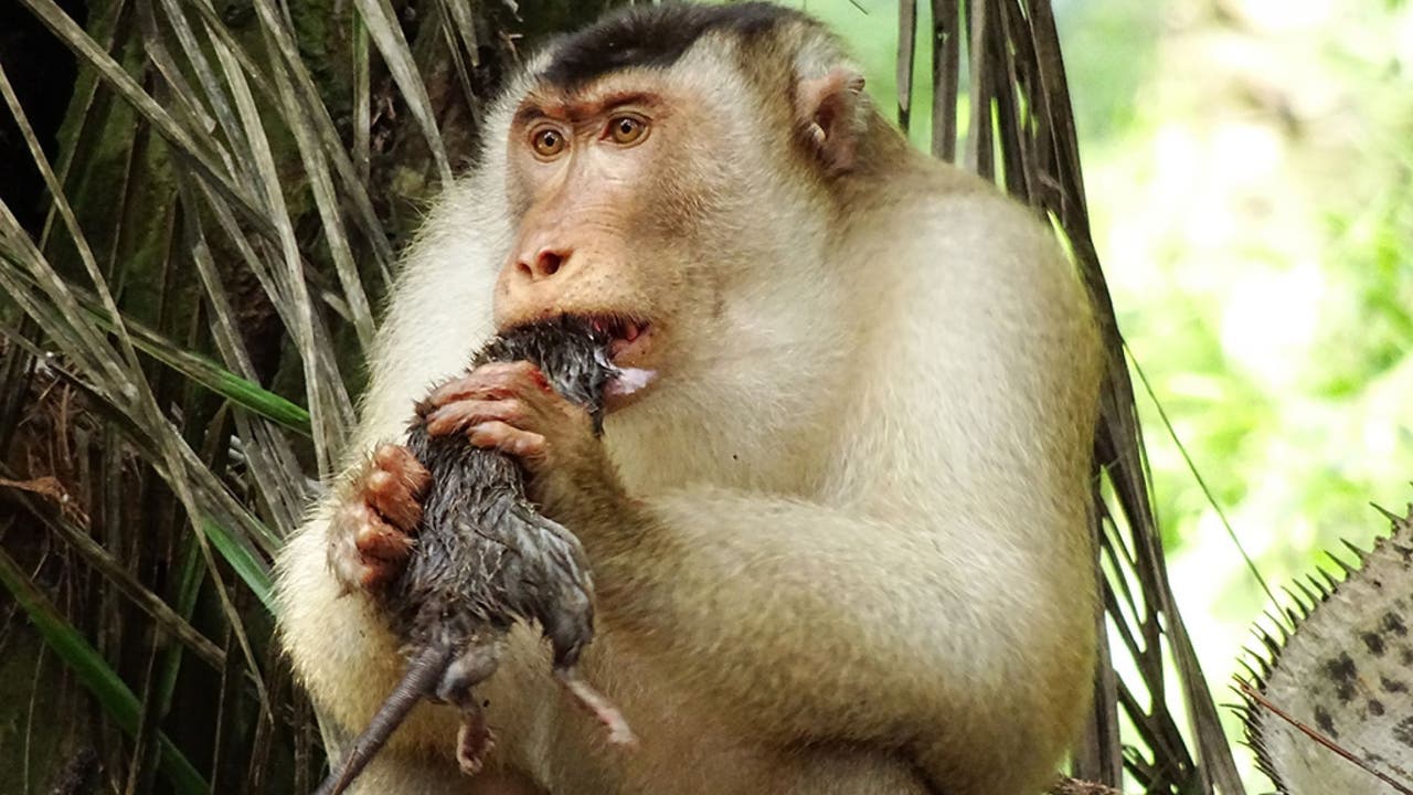 Greedy killer monkeys found eating large rats in Malaysia, leaving