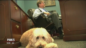 Diabetic-alert dog accompanies Long Island judge to court
