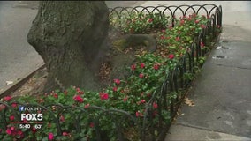 Brooklyn Heights homeowners beautifying city tree beds