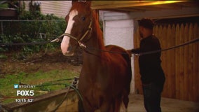 Staten Island couple keeps pet horse