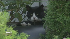 Feral cat colony in Garfield draws complaints from residents