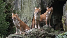 Pack of handsome wild dogs debuts at Bronx Zoo