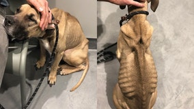 A dog is starving to death and vets don't know why