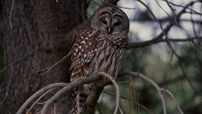 Killing one owl species to save another spurs moral questions