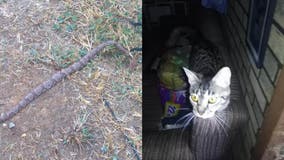 Tennessee man, 81, saved by shelter cat when venomous snake slithers in