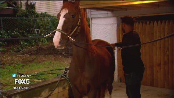 Staten Island couple keeps pet horse