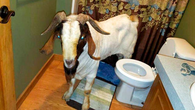 Goat rams through sliding glass door, naps inside bathroom