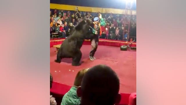 Bear attacks trainer at Russian circus
