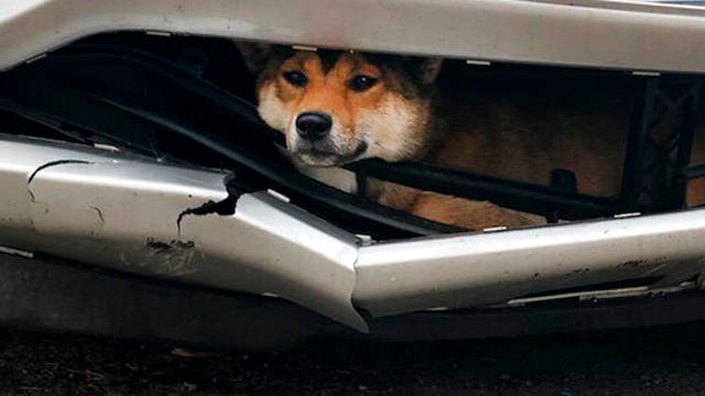 Ruff ride: Dog struck by car rides inside bumper for miles