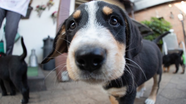 Owning a dog could help you live longer, study suggests