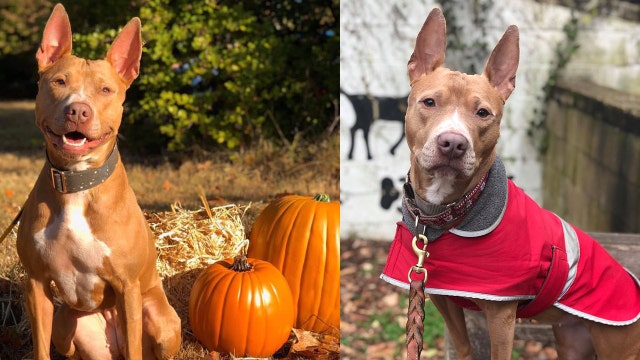 Good dog at shelter for more than 500 days looking for forever home