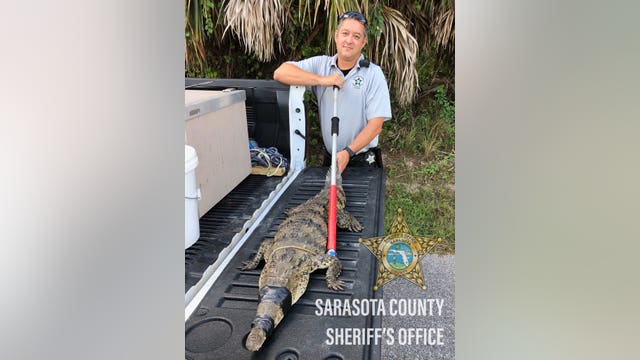 Rare crocodile snapped up outside Englewood home
