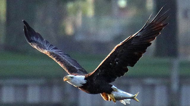 Report: Two-thirds of North American birds at risk of extinction due to climate change