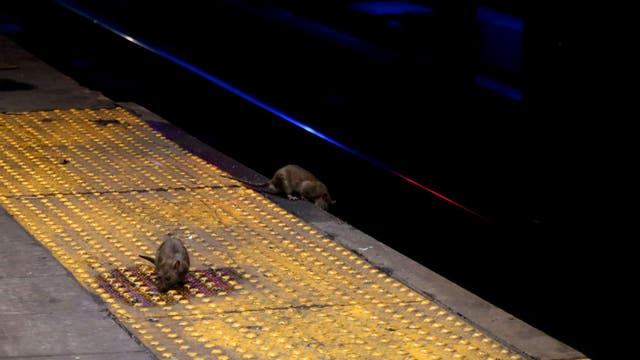 Rats! NYC ranked number 3 among the nation’s most rodent-infested cities