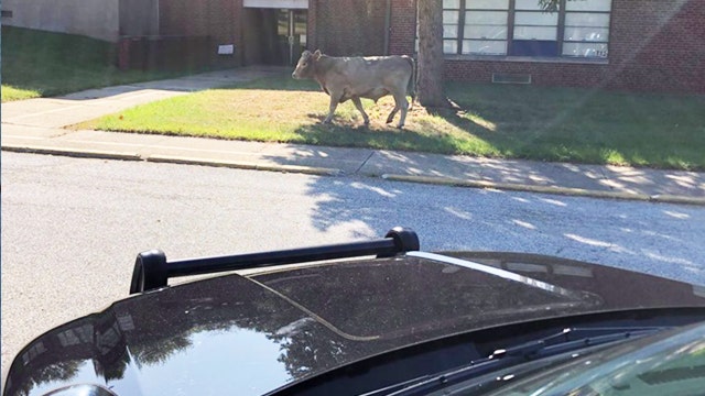 ‘Could not have made that up’: Police officer recounts wild chase of cow named ‘Moodini’