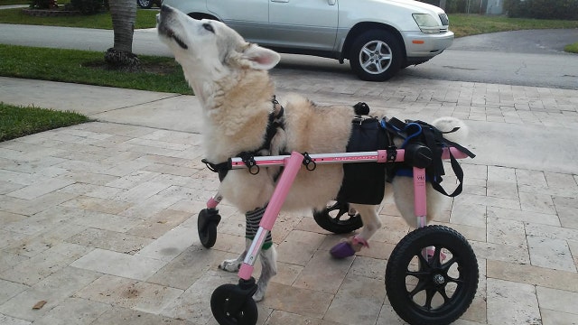 Disabled Florida dog stolen in car found: 'Zorra is gone, she is dead'