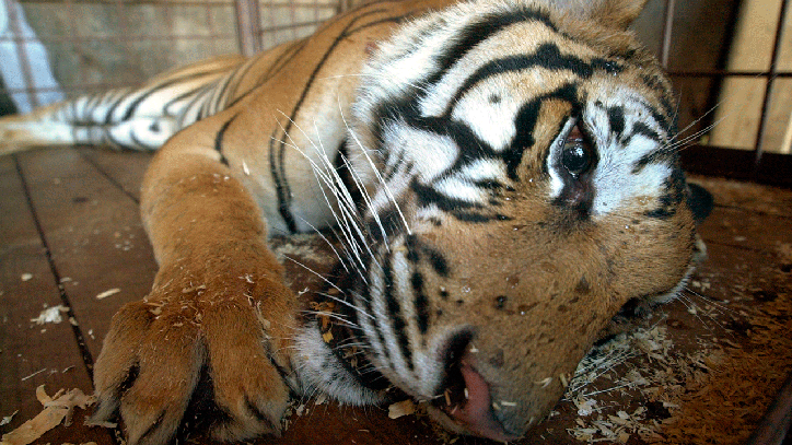 Tiger Rescued From Harlem Apartment In 2003 Dies At Age 19