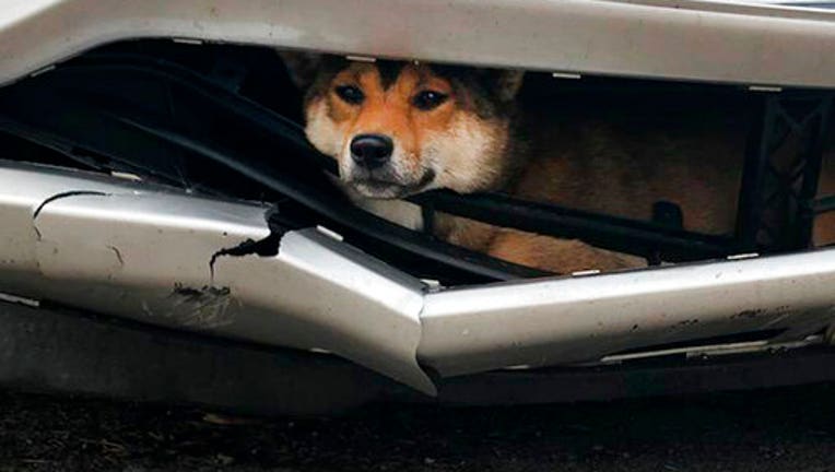 Ruff Ride Dog Struck By Car Rides Inside Bumper For Miles