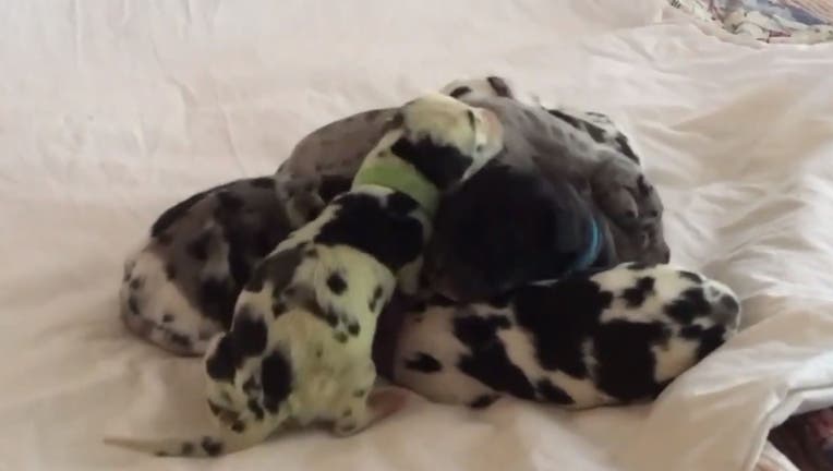 Puppy with green store fur