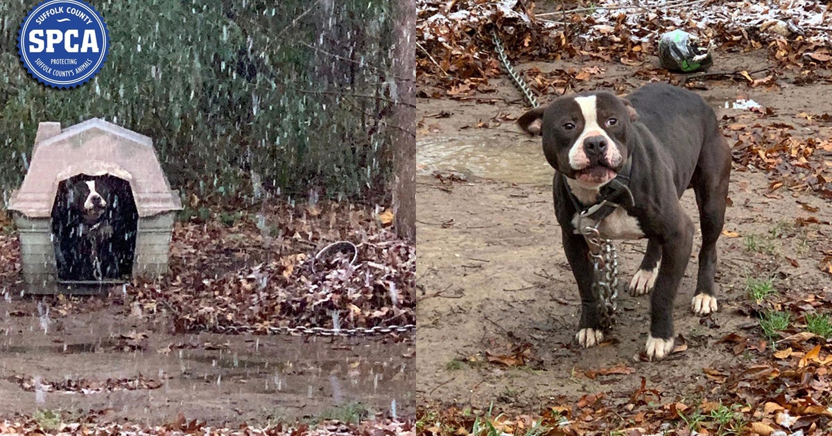 Long Island officers rescue dogs left outside in the cold | FOX 5 New York