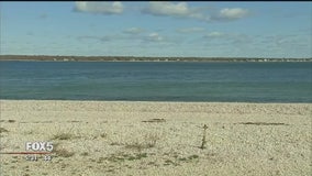 Die-off of Peconic Bay scallops under review