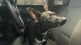 Dog reverses SUV out of gas station into busy highway