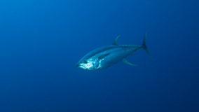 FDA recommends tossing of certain tuna fish due to fish poisoning risks