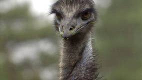 Teacher charged after school emu dies