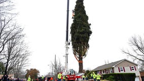 The Rockefeller Center Christmas Tree has been harvested